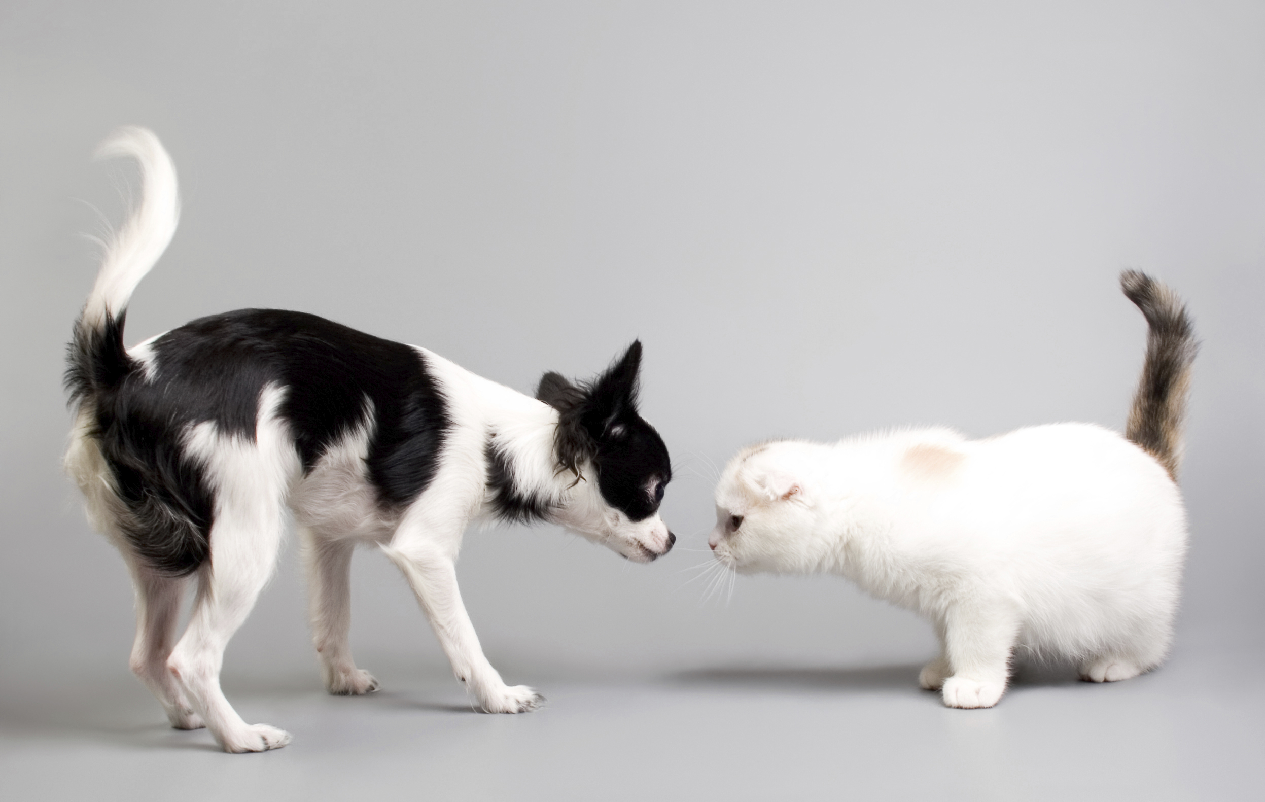 istock-000009697622medium-caring-hands-animal-hospital