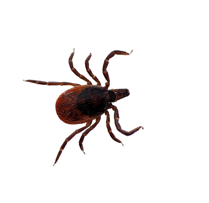 Black Legged Deer Tick Isolated Ixodes Scapularis