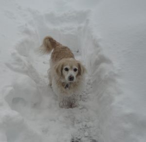 Pet of the Week - Butterscotch Lauer