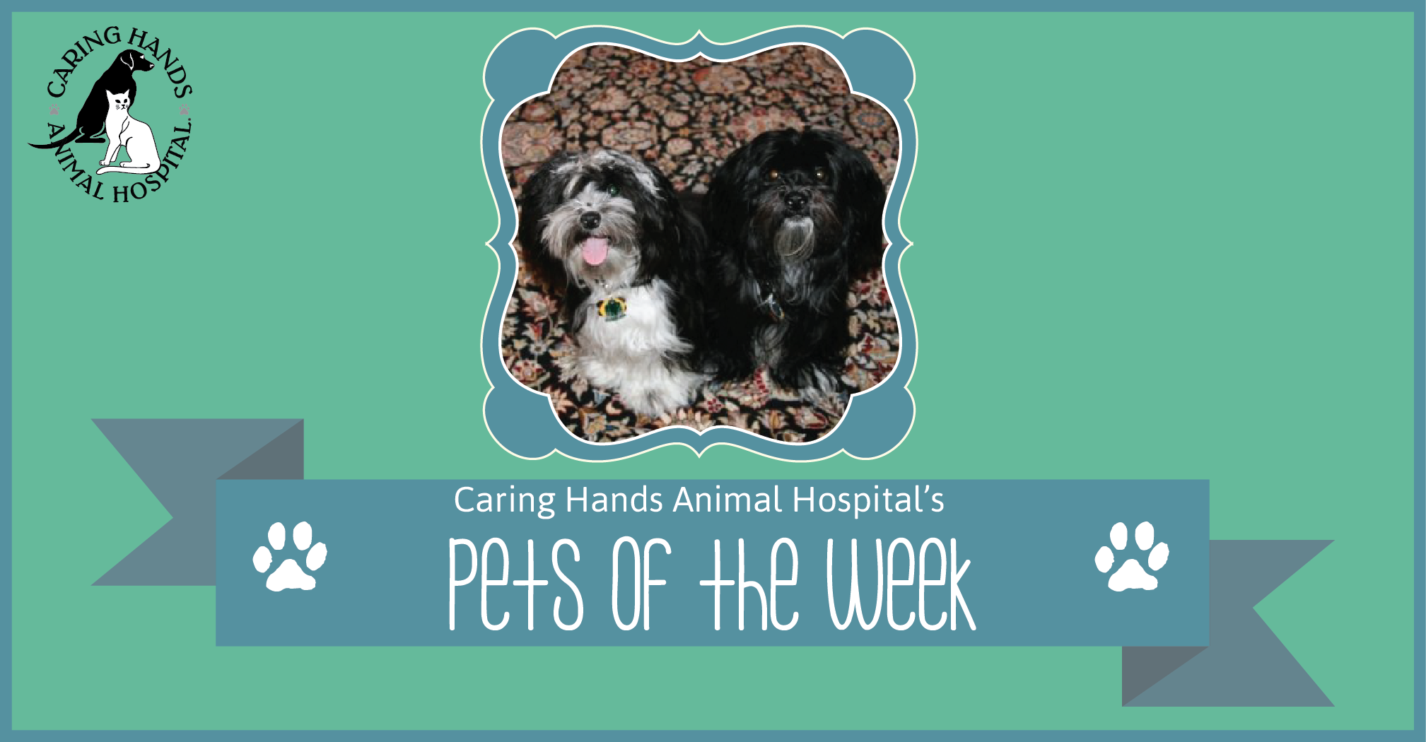 Pets of the Week - George Bailey & Mr. Bojangles-01