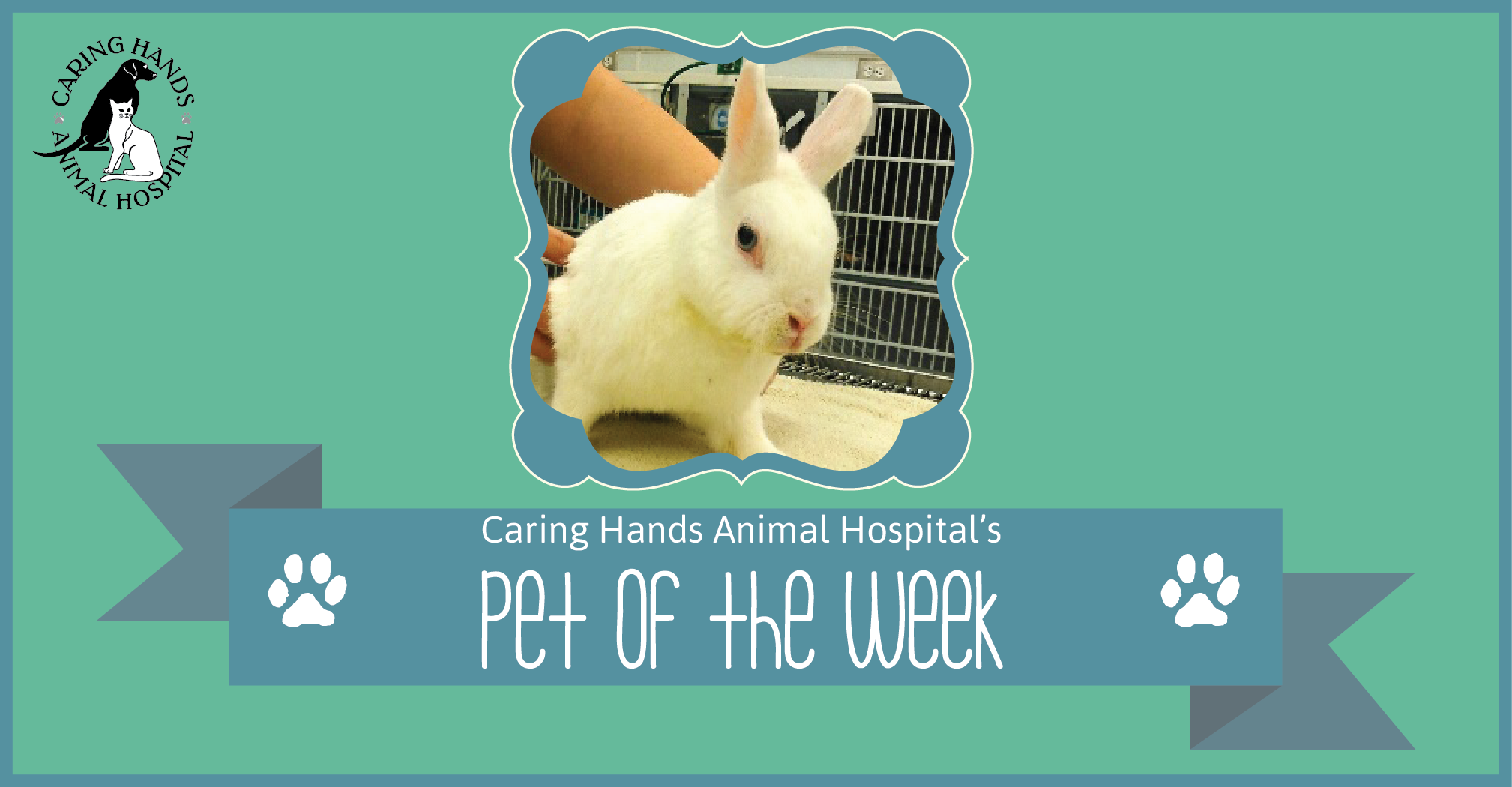 Pet of the Week - Zoey Hegner