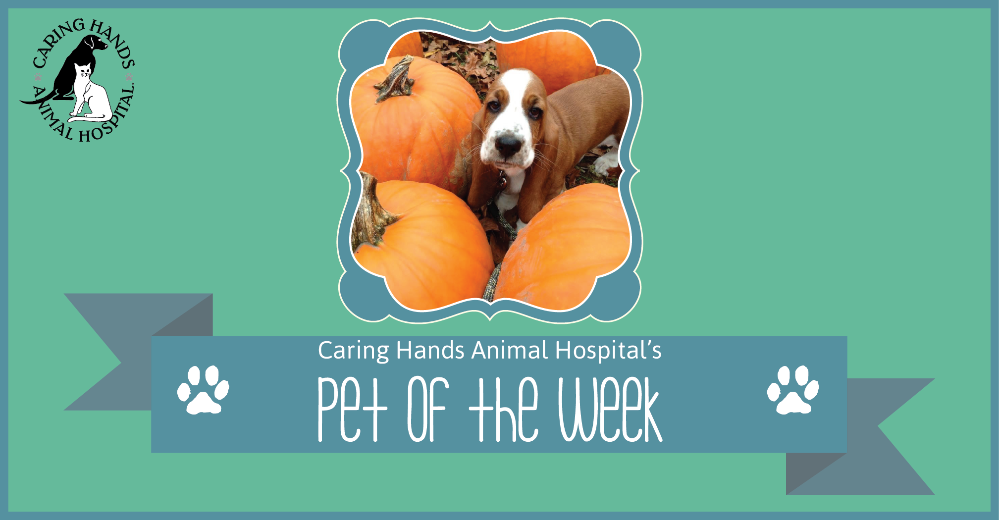 Pet of the Week - Maizy Richardson-01