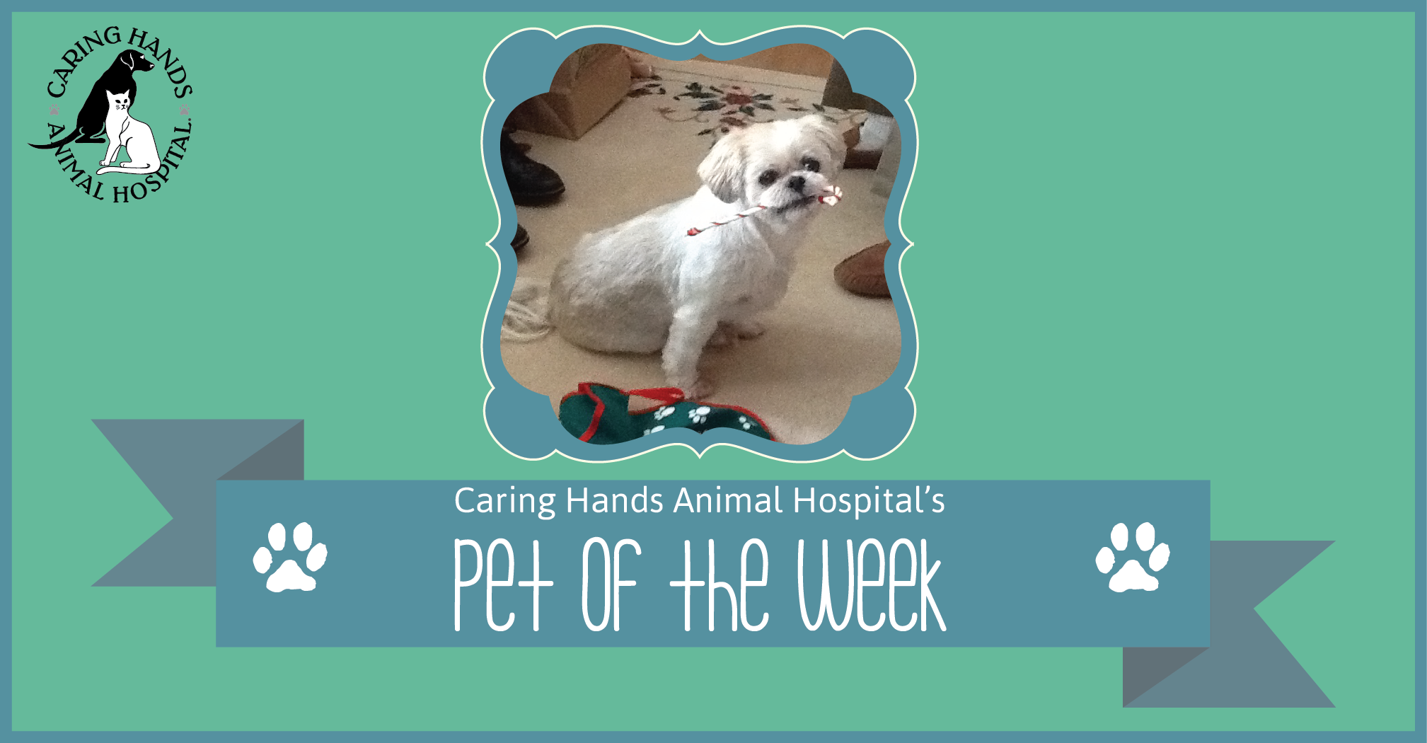 Pet of the Week - Putter Harding-01