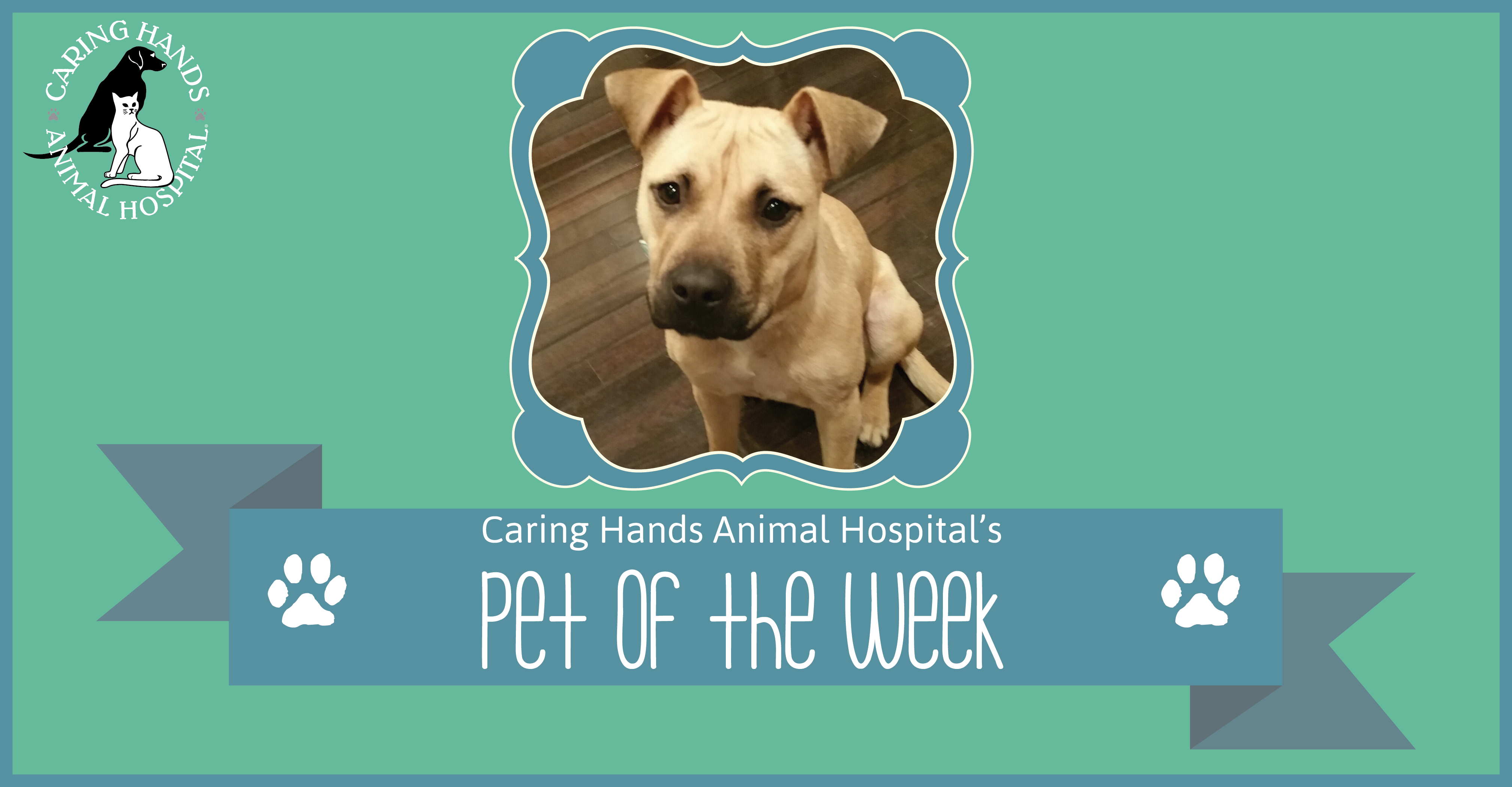 Pet of the Week - Ellie Alford-01