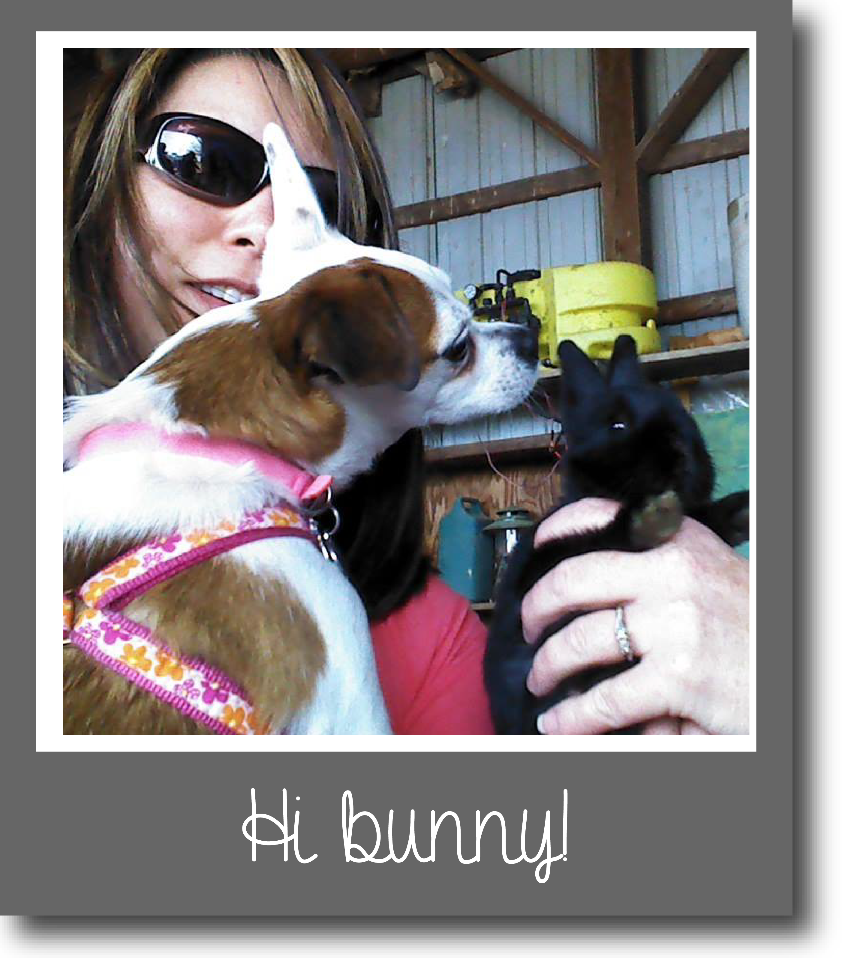 Tilly's Travels - Hi bunny!