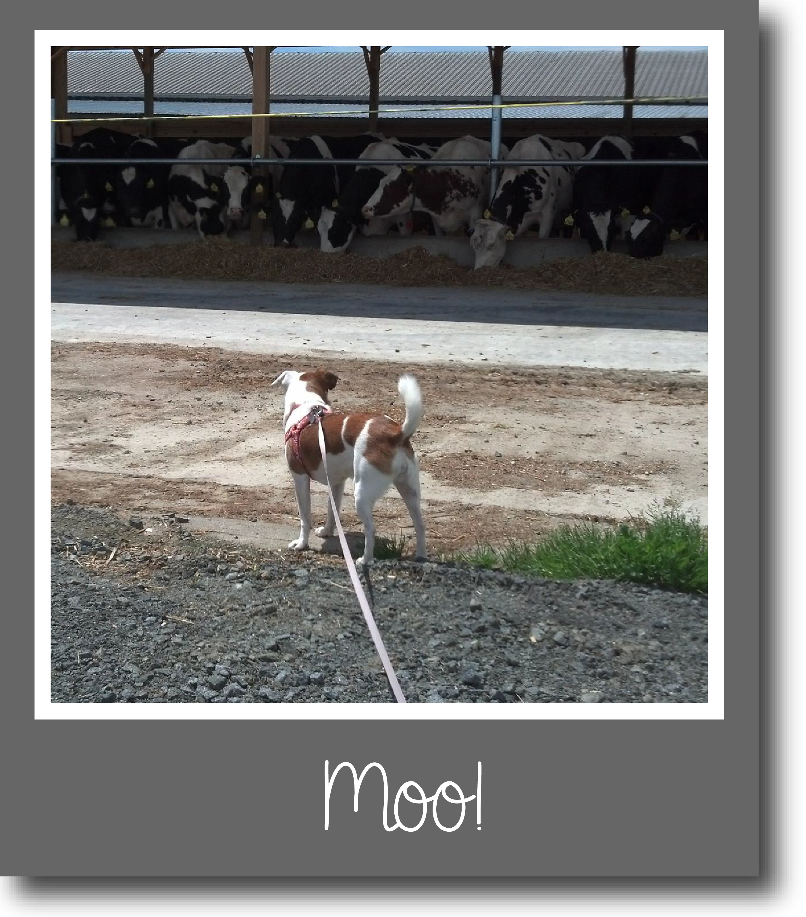 Tilly's Travels - Moo!