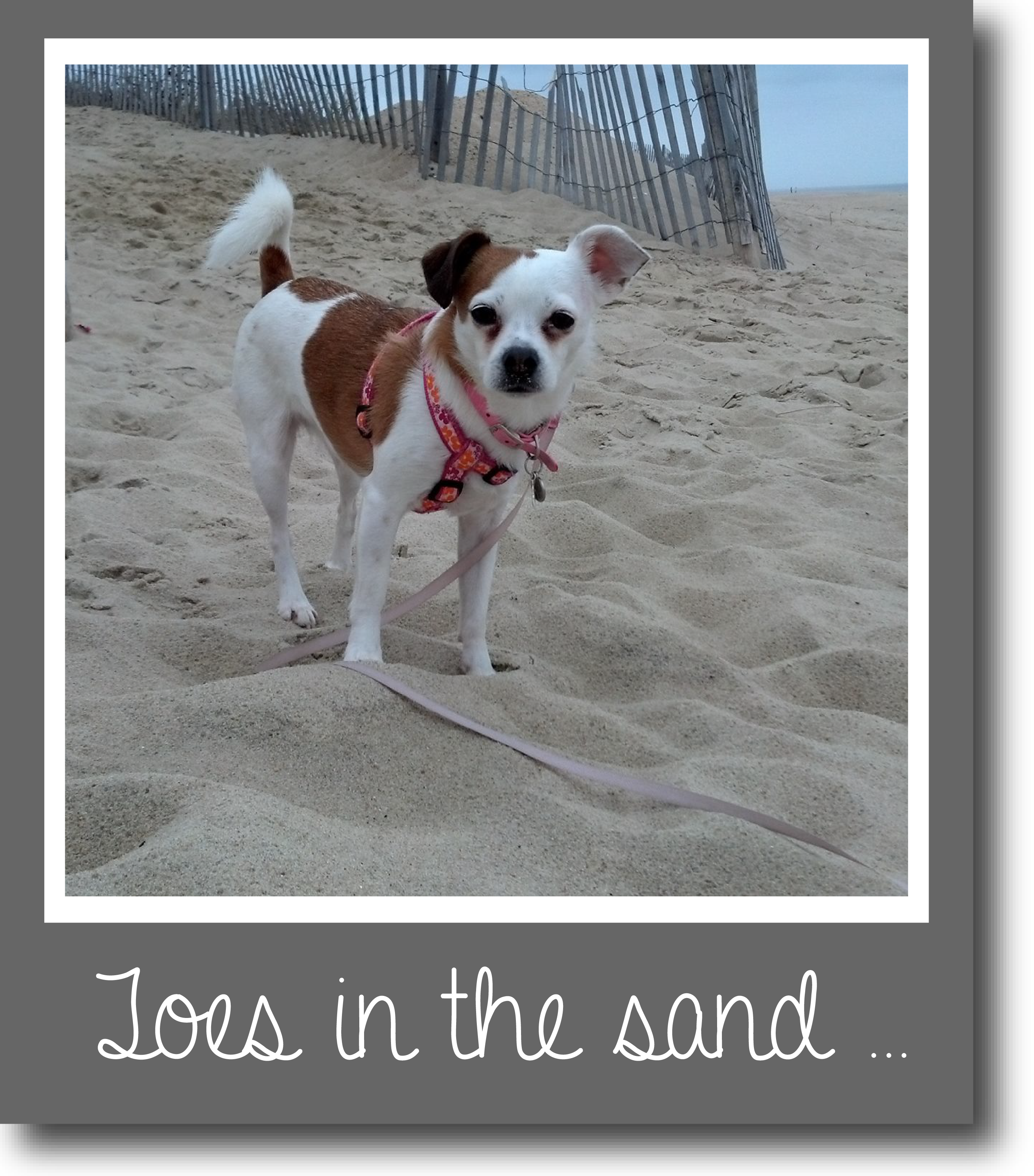 Tilly's Travels - Toes in the sand