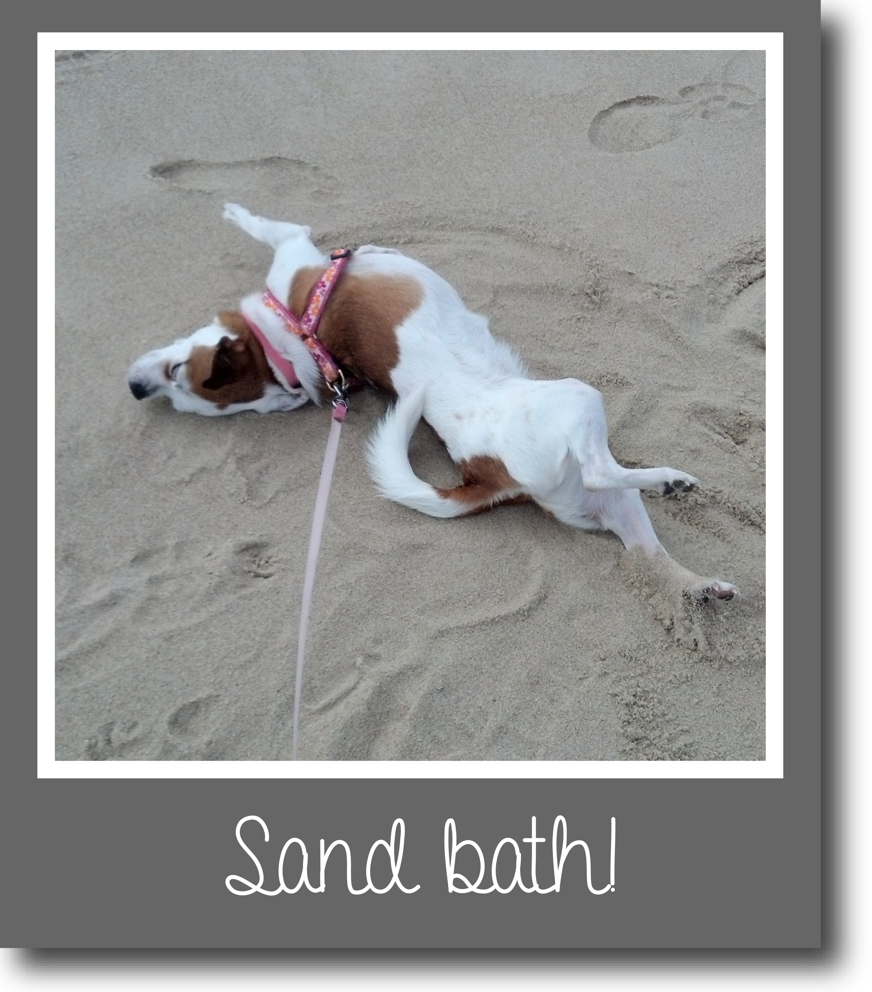 Tilly's Travels - Sand bath!