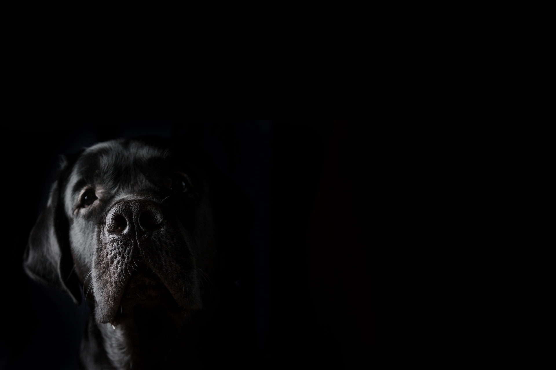 Closeup portrait of black Labrador dog on black background