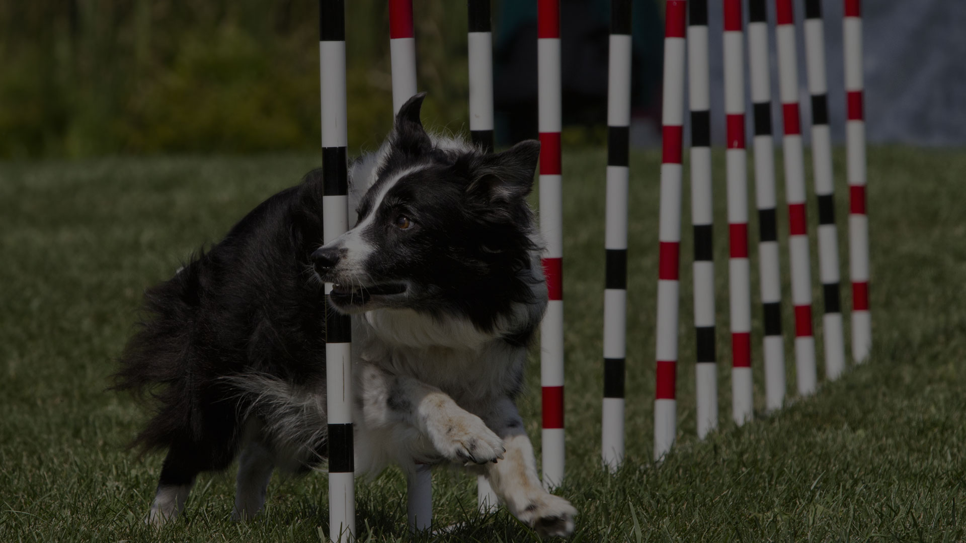 Agility Dog Doing Weave Poles