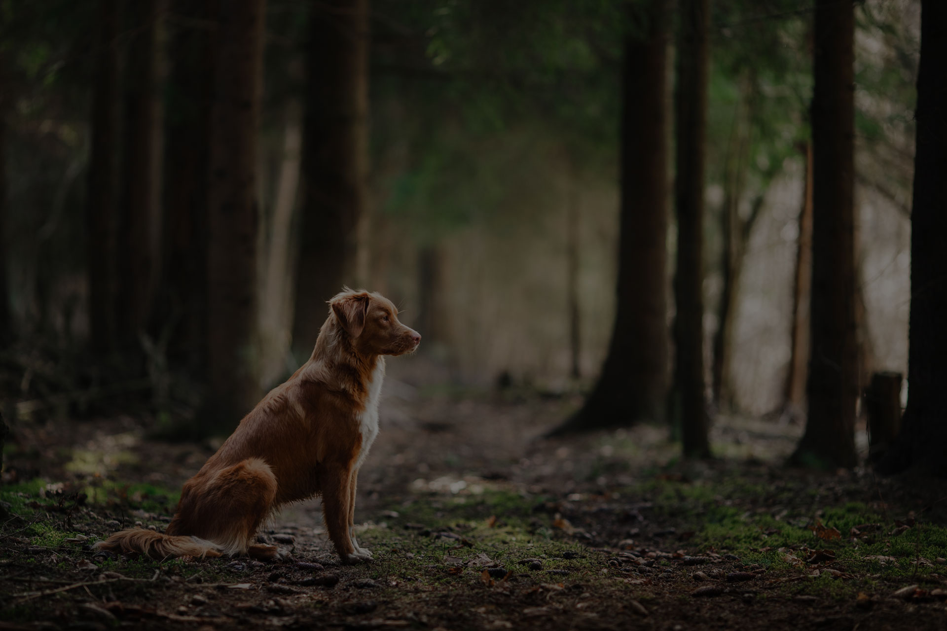 Dog Nova Scotia Duck Tolling Retriever walking, playing, running, jumping in the forest spring - Image