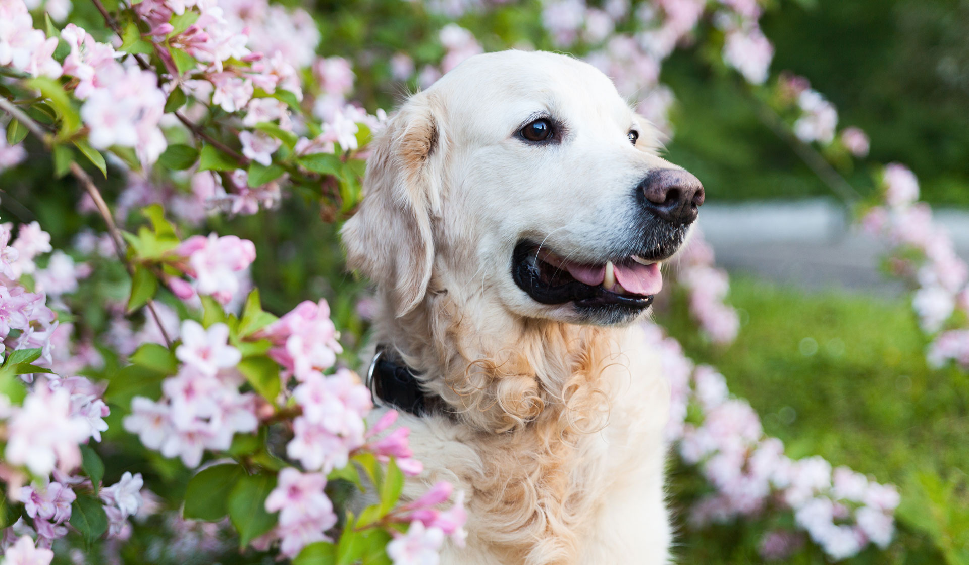 Happy Smiling Golden Retriever Puppy Dog