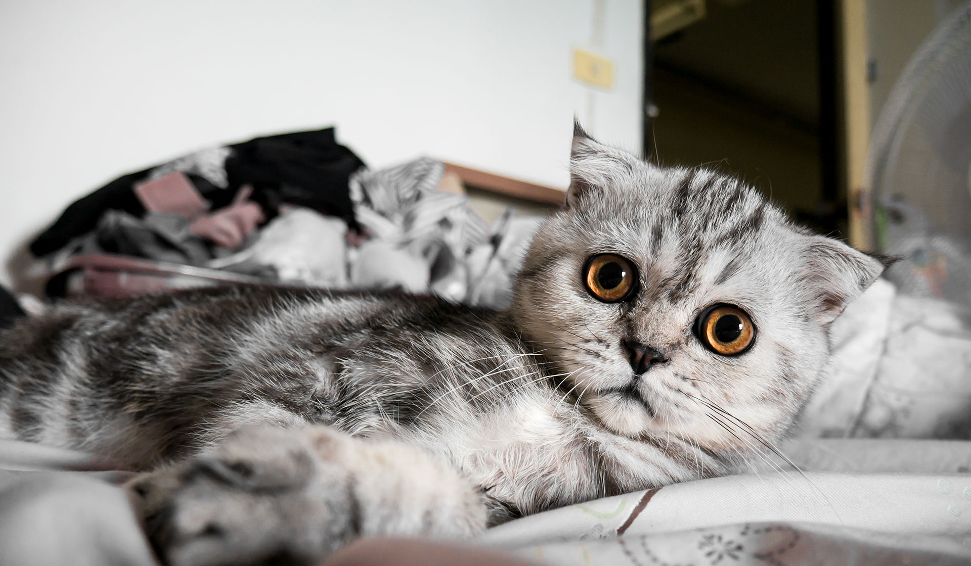 Scottish Fold Cat Lying On Bed