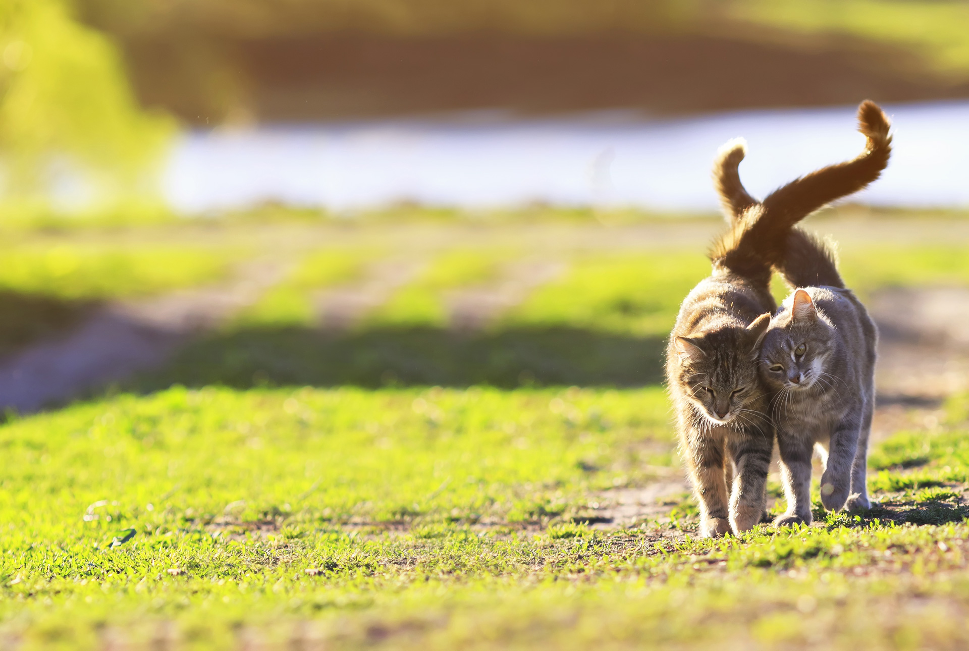 Two Cute Striped Kitten Walking On Green Grass