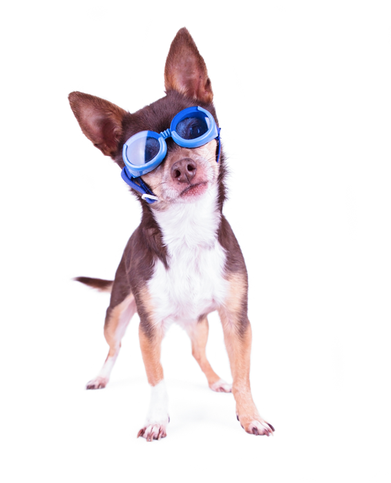 Cute Chihuahua Blue Goggles On Studio