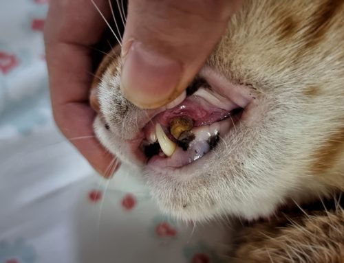 What is Periodontal Disease in Dogs and Cats?