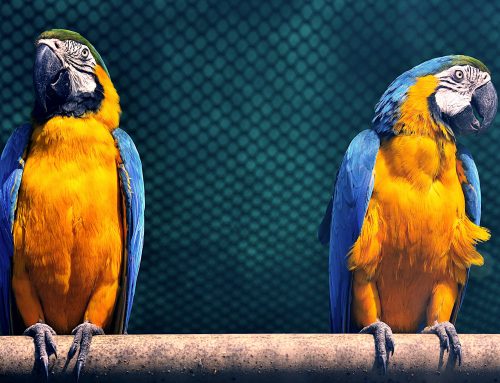 The Best Parrot Breeds for First-Time Owners