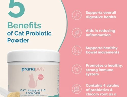 New Cat Probiotic Powder by Prana Pets: Unlocking Vital Health Benefits Through Better Gut Health for Cats