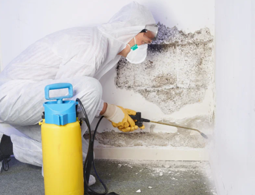 What Is Mold Remediation and Why It’s Essential for Your Home?