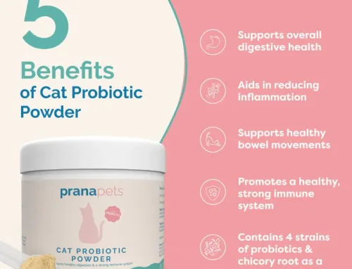 New Cat Probiotic Powder by Prana Pets: Unlocking Vital Health Benefits Through Better Gut Health for Cats