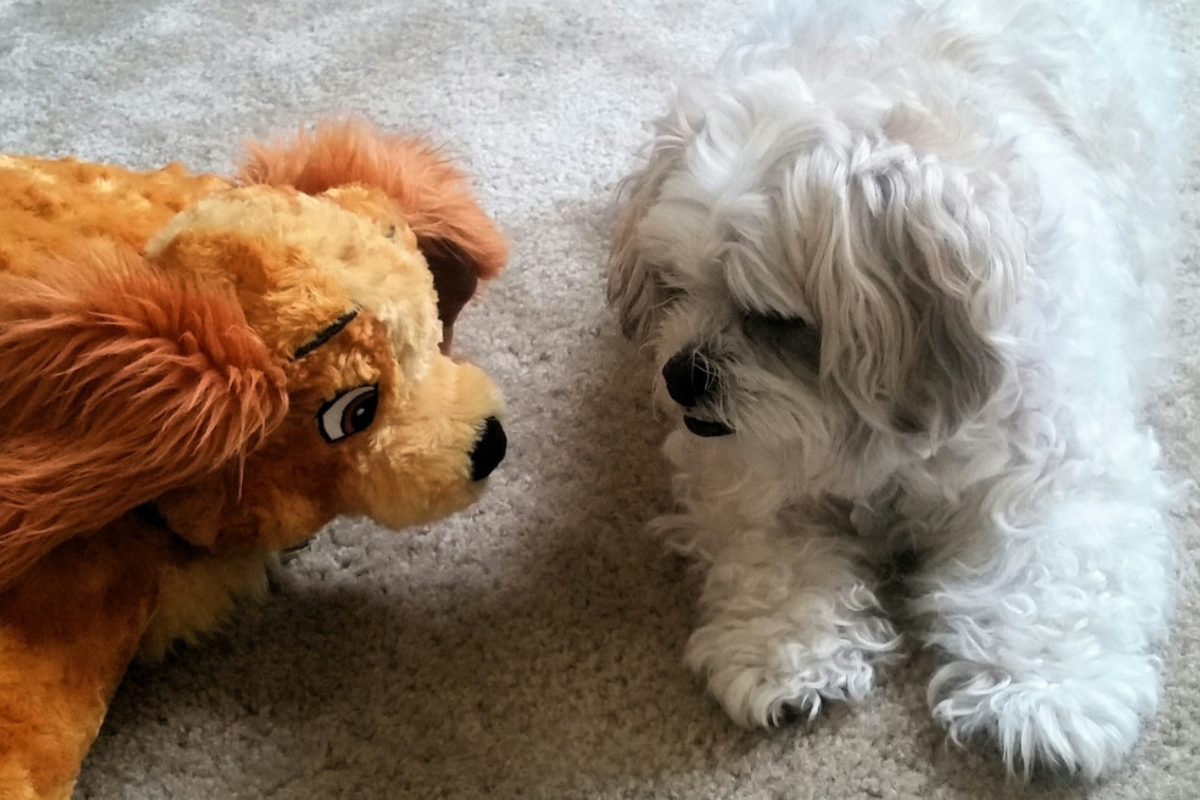 Nurturing Your Senior Pet in Alexandria, VA