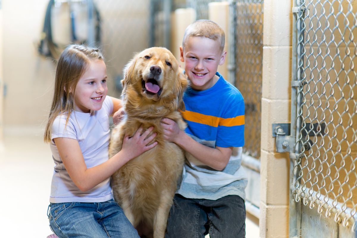 Senior Pet Comfort: Tips for a Happier Older Animal