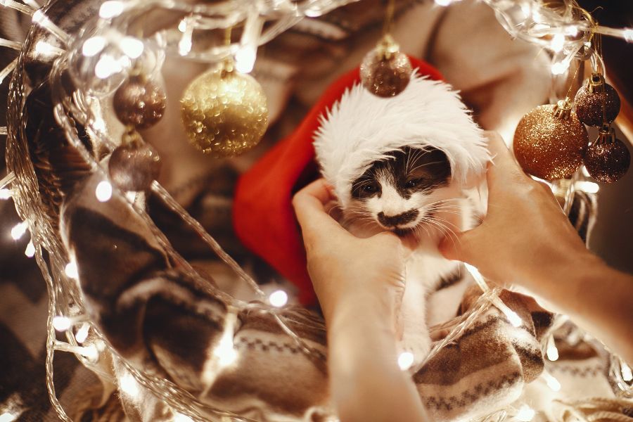 Stress Free Celebrations