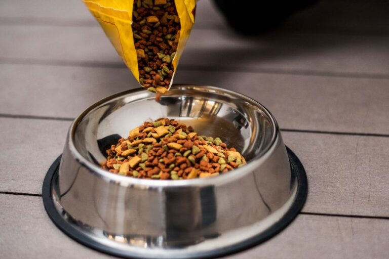 Picture of Can Eating Grass Help Dogs with Digestive Problems? Insights from Experts