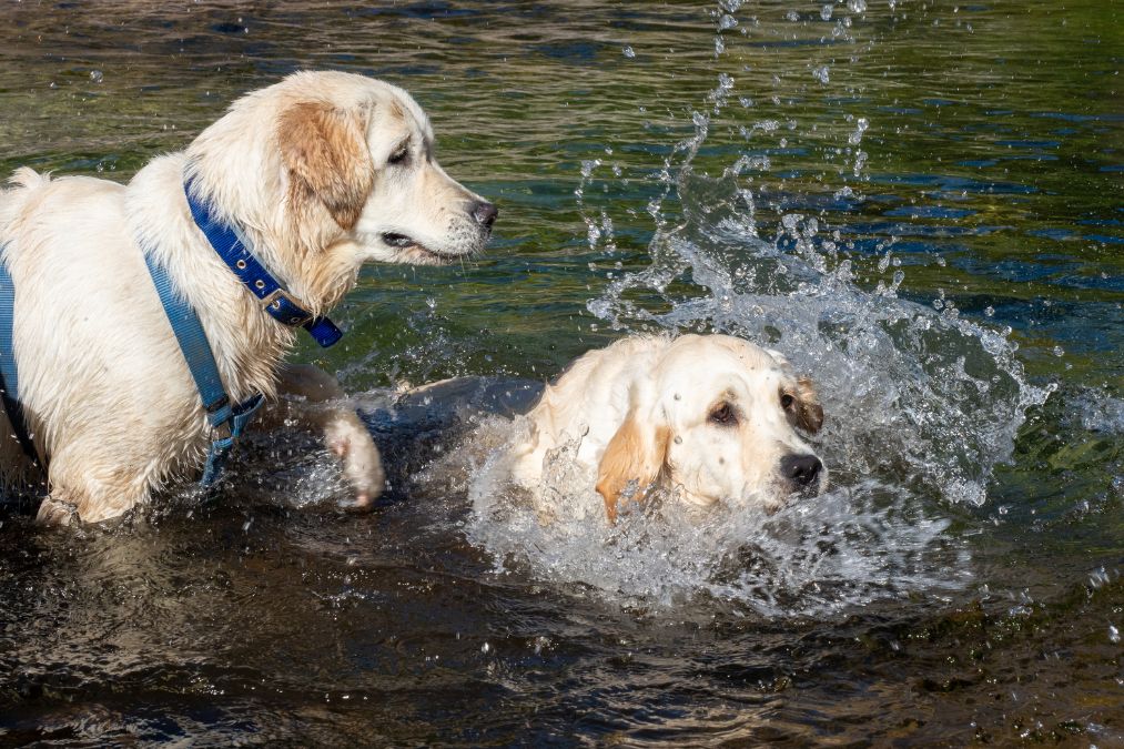 Summer Care Guide for Pet