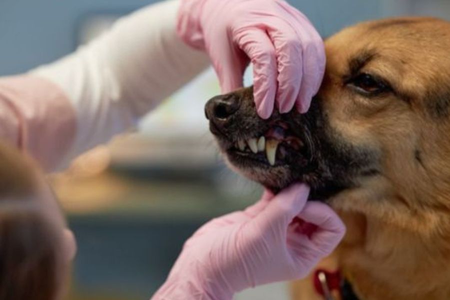 Dog and Cat Dental Care Guide: Why Oral Health Matters for Pets