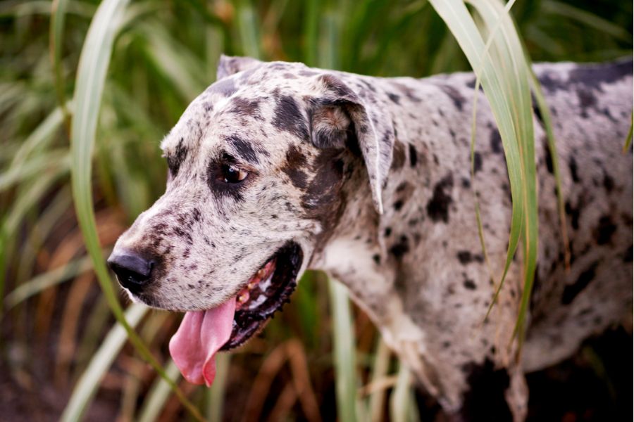 Why Do Great Danes Have Short Lifespans