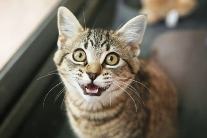Cat Dental Care