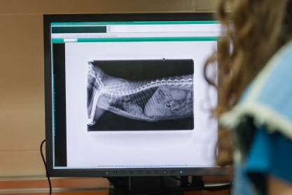 Cat Imaging