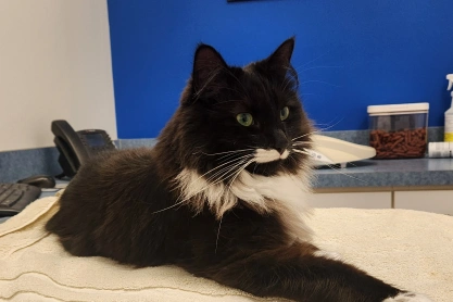 Cat Integrative & Rehabilitation Practice