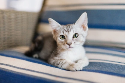 Kitten Care