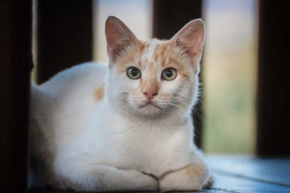 Cat Pain Management