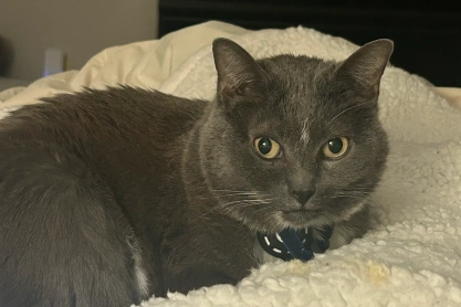 Senior Cat Care
