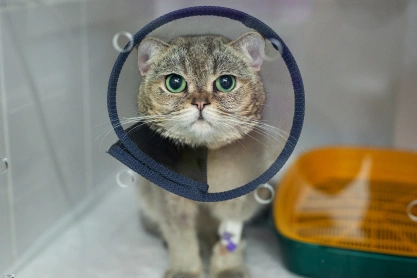 Cat Surgery