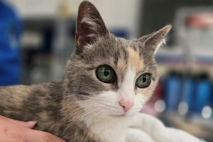 Cat Wellness Care