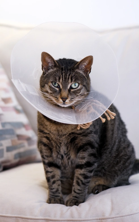Cat Surgery