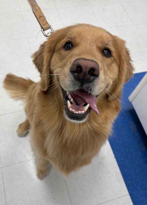Dog Dental Care