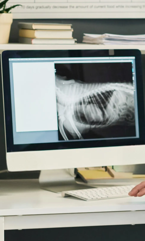 Dog Imaging
