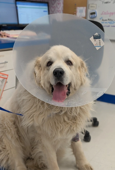 Dog Surgery