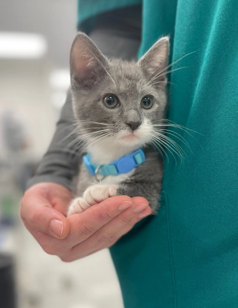 Kitten Care