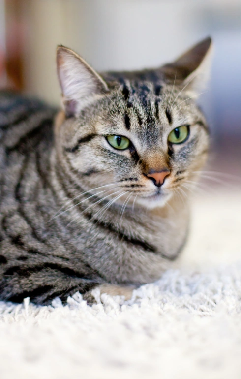 Senior Cat Care