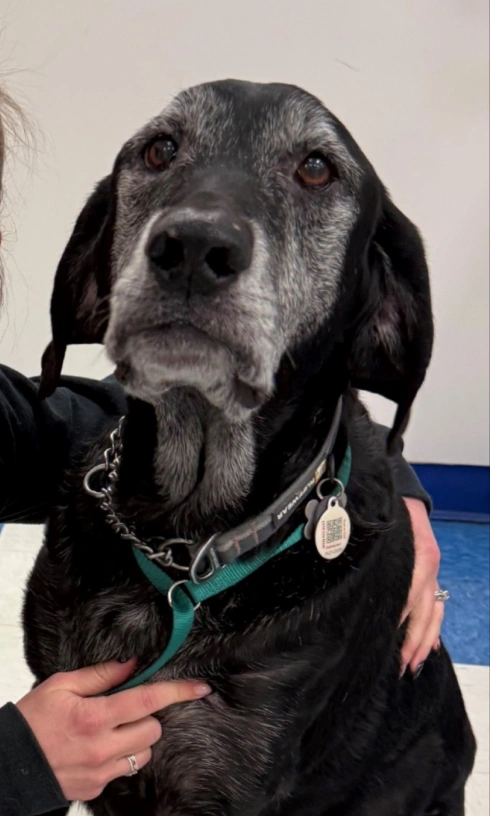 Senior Dog Care