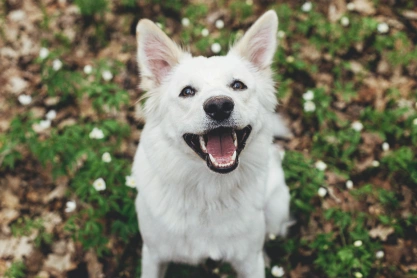 Dog Dental Care