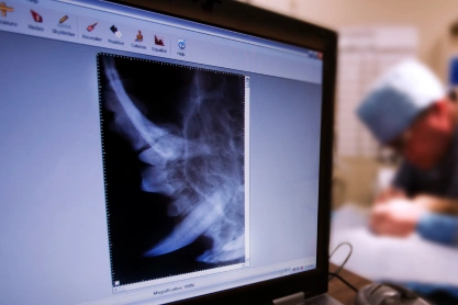 Dog Imaging