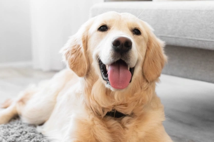 Dog Integrative & Rehabilitation Practice