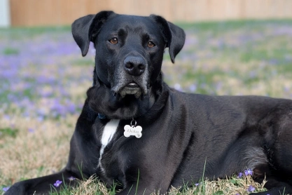 Dog Pain Management